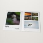 The 2024–2025 Monthly Awards open at the Wildlife winner by Cameron Banbury, January